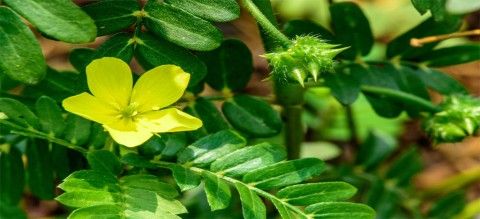 خارخاسک Tribulus terrestris