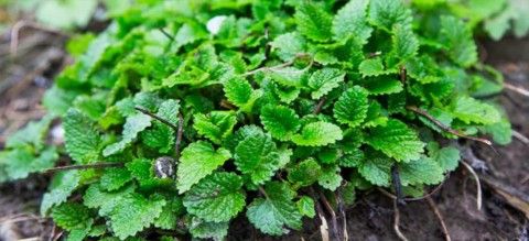 بادرنجبویه Melissa officinalis