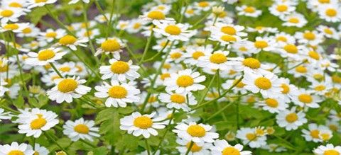 بابونه Matricaria recutita